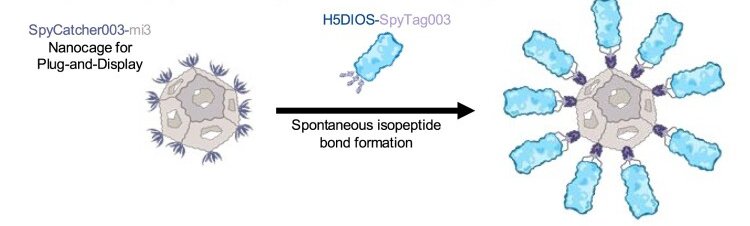 Haemagglutinin antigen displayed on a nanocage