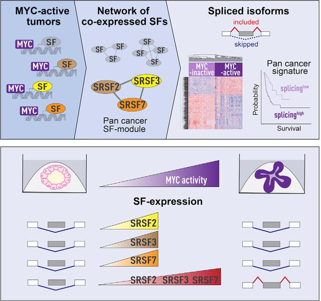MYC splicing factor network graphical abstract